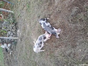 purcei 10 saptamani  - imagine 3 purcei 10 saptamani  - imagine 3