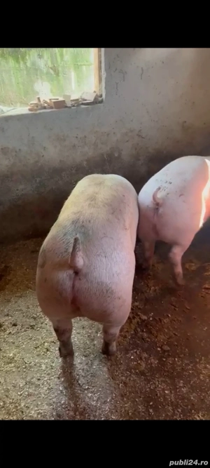 Porci de craciun  - imagine 2