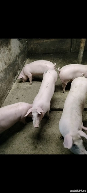 Porci de craciun  - imagine 3