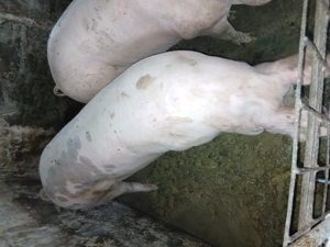 Porci de vânzare  - imagine 2