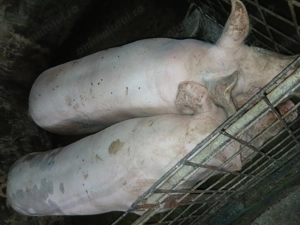 Porci de vânzare  - imagine 3