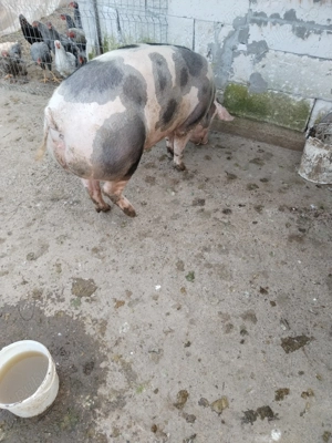 Scrofita Pietrain de vanzare - imagine 2 Scrofita Pietrain de vanzare - imagine 2