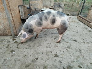 Scrofita Pietrain de vanzare