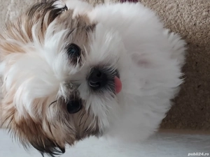 vand shih tzu