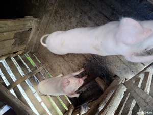 Purcei de vânzare  - imagine 5