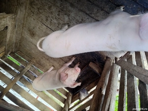 Purcei de vânzare  - imagine 4