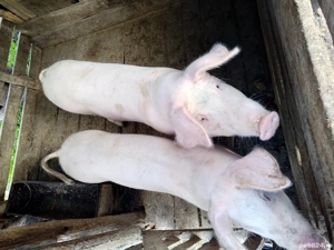 Purcei de vânzare  - imagine 2