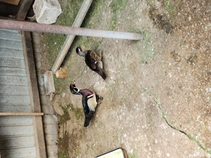 Rațe Caroline  - imagine 5 Rațe Caroline  - imagine 5