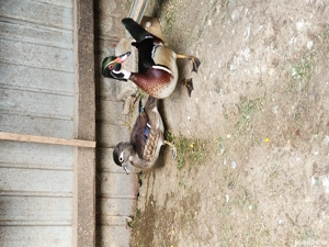 Rațe Caroline  - imagine 3 Rațe Caroline  - imagine 3