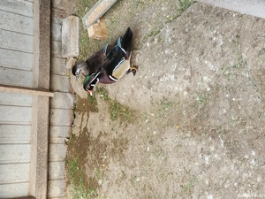 Rațe Caroline  - imagine 4 Rațe Caroline  - imagine 4