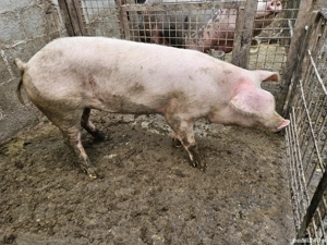 scroafa pietrain  - imagine 2 scroafa pietrain  - imagine 2