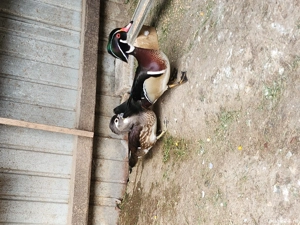 Rațe Caroline  - imagine 2 Rațe Caroline  - imagine 2