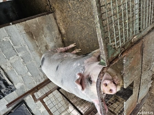 purcica rasa pietrain  - imagine 3 purcica rasa pietrain  - imagine 3