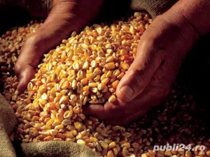 Porumb boabe 1,30 lei  kg recoltă 2025 