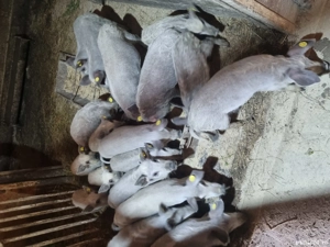 Purcei mangalita  - imagine 5