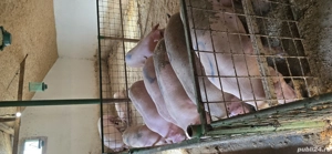 porci de vanzare - imagine 2