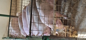 porci de vanzare - imagine 3