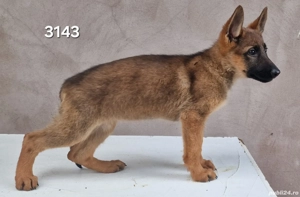 Catei cu pedigree - imagine 4