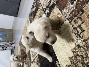 Pui labrador auriu jucausi