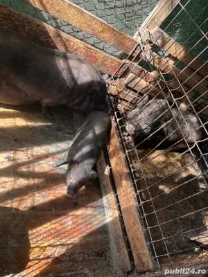 purcei vietnamezi - imagine 2 purcei vietnamezi - imagine 2