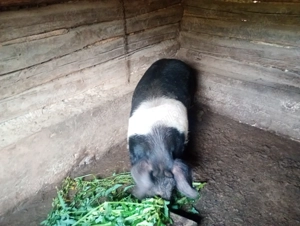 Vând porc  la 130 kg