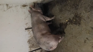 Porci crescuți bio de vanzare 