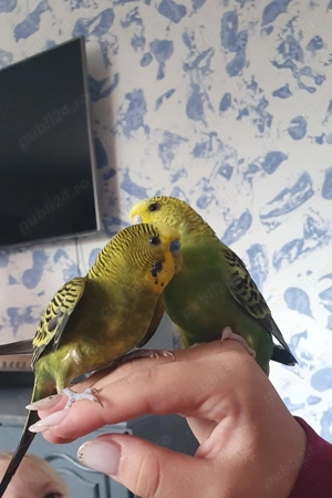  Vând Pereche de peruși - imagine 2