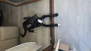 Catel cuminte, pentru adoptie - imagine 2