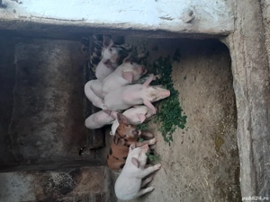 vand purcei marele alb