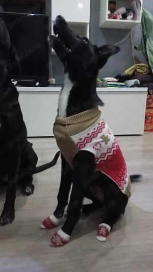 Catel cuminte, pentru adoptie