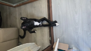 Catel cuminte, pentru adoptie - imagine 3