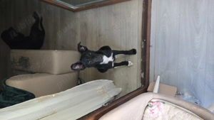 Catel cuminte, pentru adoptie - imagine 4