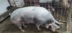 Disponibil pentru sacrificare - imagine 2