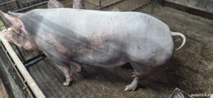 Disponibil pentru sacrificare