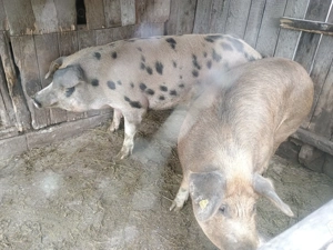 Vând porci 140-150kg  crescuți natural . 