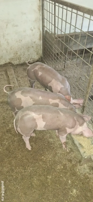 Pietrean belgian pentru reproducere  - imagine 2