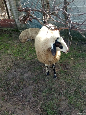 Vând mieluță de rasa părinți se pot vedea in poze și berbecu îl vând  foarte bine dezvoltat  - imagine 2 Vând mieluță de rasa părinți se pot vedea in poze și berbecu îl vând  foarte bine dezvoltat  - imagine 2