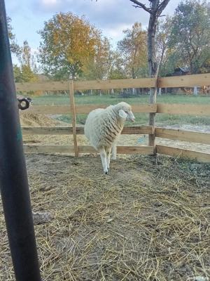 Vând mieluță de rasa părinți se pot vedea in poze și berbecu îl vând  foarte bine dezvoltat  - imagine 3 Vând mieluță de rasa părinți se pot vedea in poze și berbecu îl vând  foarte bine dezvoltat  - imagine 3