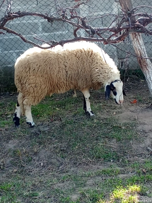 Vând mieluță de rasa părinți se pot vedea in poze și berbecu îl vând  foarte bine dezvoltat 