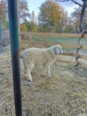 Vând mieluță de rasa părinți se pot vedea in poze și berbecu îl vând  foarte bine dezvoltat  - imagine 4 Vând mieluță de rasa părinți se pot vedea in poze și berbecu îl vând  foarte bine dezvoltat  - imagine 4