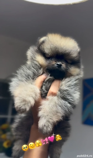 fetiță Pomeranian  - imagine 3