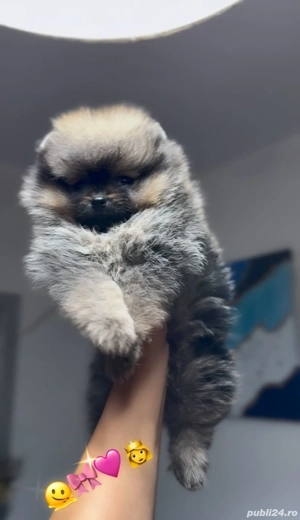 fetiță Pomeranian