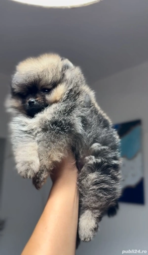 fetiță Pomeranian  - imagine 2