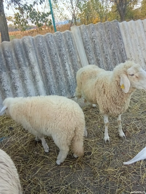 Vând mieluță de rasa părinți se pot vedea in poze și berbecu îl vând  foarte bine dezvoltat  - imagine 5 Vând mieluță de rasa părinți se pot vedea in poze și berbecu îl vând  foarte bine dezvoltat  - imagine 5