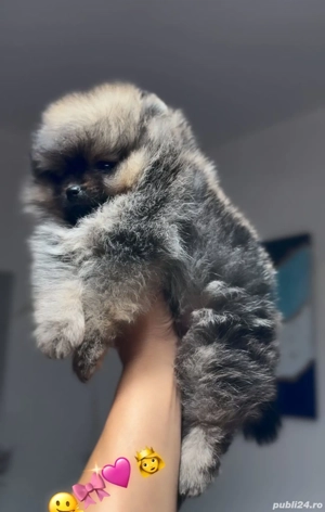 fetiță Pomeranian  - imagine 4