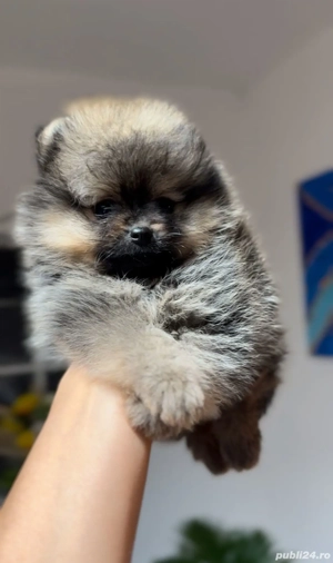 fetiță Pomeranian  - imagine 5