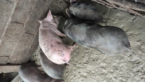 purcei de vanzare rasă petriean cu landras 