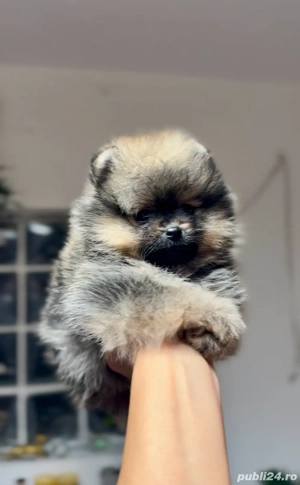Pomeranian fetita talie mica .Boo