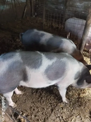 Porci mari  - imagine 2