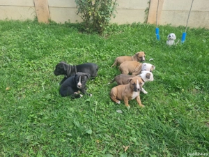 Amstaff (American Staffordshire Terrier)